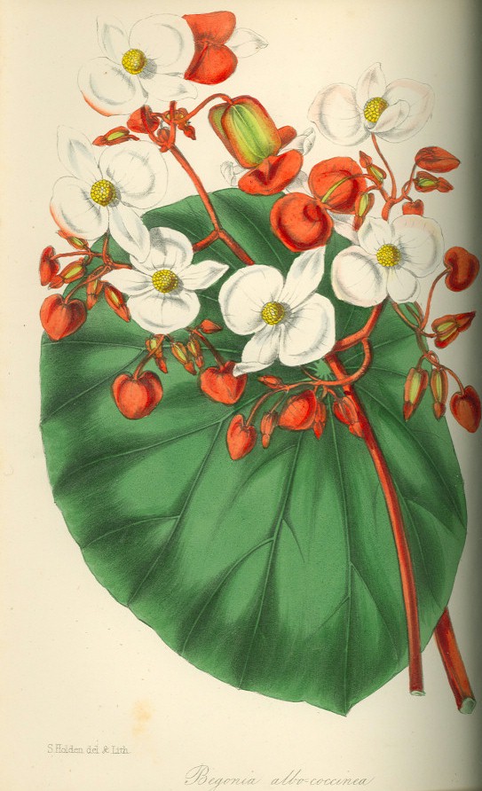 albococcinea Old Prints Astros Branch ABS