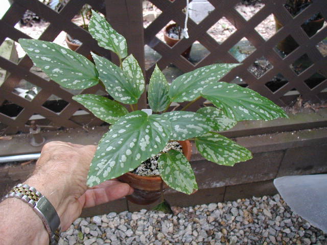Begonia hatacoa meisneri